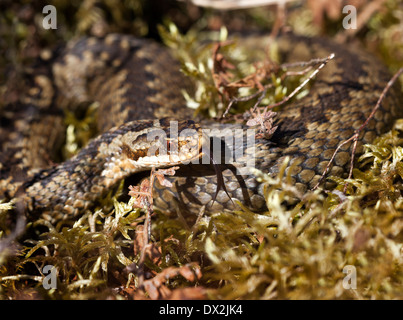 Vipère Vipera berus mâle avec détection de langue maternelle North Pennines County Durham UK Banque D'Images