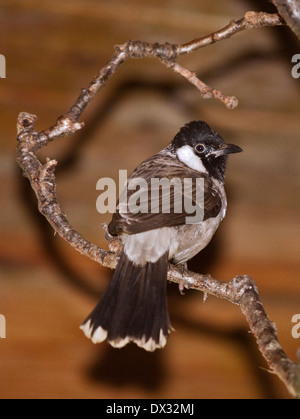 Himalayan Bulbul à joues blanches ou (pycnonotus leucogenys) Banque D'Images