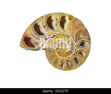 Fossil Ammonite Phylloceras sp. Crétacé 65m. Ans de Madegascar Banque D'Images