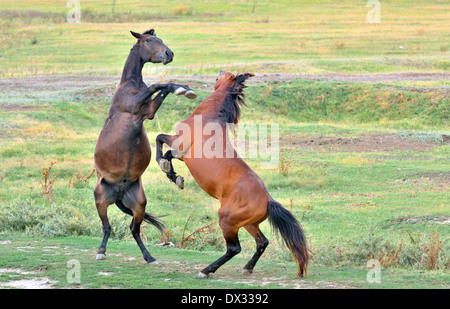 La lutte contre les chevaux sur le terrain du printemps Banque D'Images