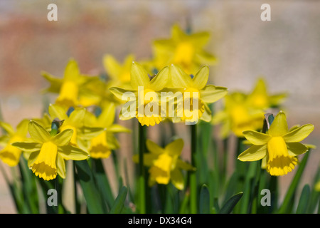 Narcissus 'tete a tete" contre un mur de brique rouge. Banque D'Images