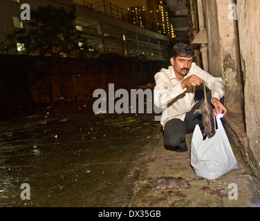 Une nuit de captures de rats est compté les pupilles 4 nuit tueurs de rats qu'ils sont connus doit tuer un minimum de 30 rats chaque afin Banque D'Images