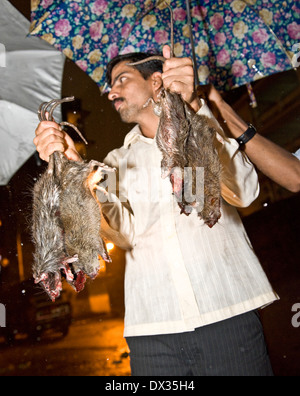 Une nuit de captures de rats est compté les pupilles 4 nuit tueurs de rats qu'ils sont connus doit tuer un minimum de 30 rats chaque afin Banque D'Images