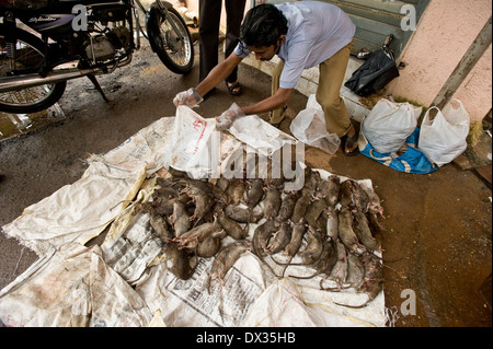 Une nuit de captures de rats est compté les pupilles 4 nuit tueurs de rats qu'ils sont connus doit tuer un minimum de 30 rats chaque afin Banque D'Images