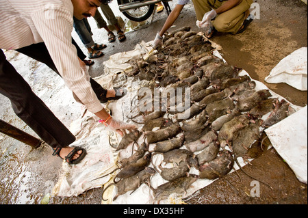 Une nuit de captures de rats est compté les pupilles 4 nuit tueurs de rats qu'ils sont connus doit tuer un minimum de 30 rats chaque afin Banque D'Images