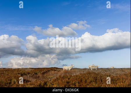 L'alimentation des moutons sur les maures sur un bel après-midi ensoleillé dans le North York Moors of Glaisdale près du North Yorkshire, UK. Banque D'Images