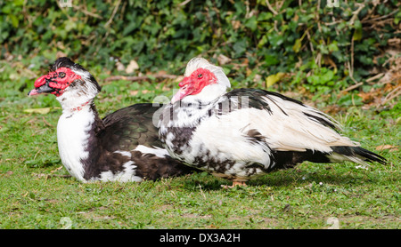 Noir et blanc 2 canards de Barbarie domestiqués au printemps dans le West Sussex, Angleterre, Royaume-Uni. Banque D'Images