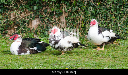 Noir et blanc 3 canards de Barbarie domestiqués dans le West Sussex, Angleterre, Royaume-Uni. Banque D'Images