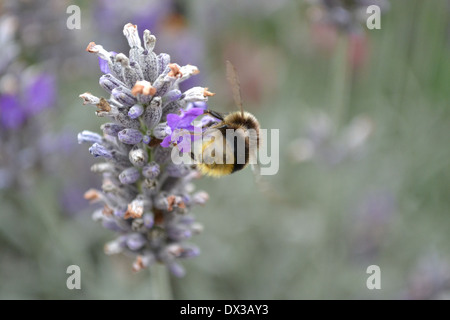 Bourdonnement d'abeilles autour d'une fleur de lavande Banque D'Images