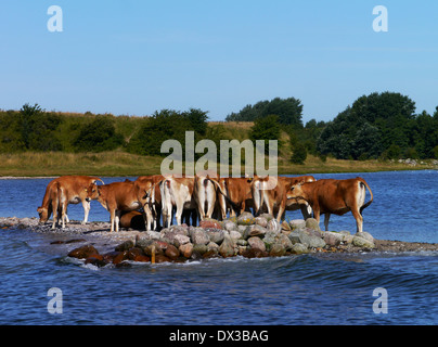 Les vaches sur une petite langue de terre, dyvig, als, danemark Banque D'Images