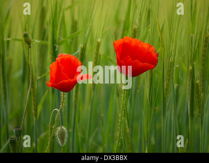 Coquelicot Papaver rhoeas, maïs Banque D'Images