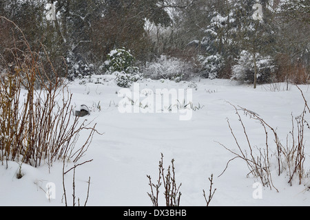 Potager sous la neige en janvier. 'Potager' de Suzanne, Mayenne, Pays de la Loire, France. Banque D'Images