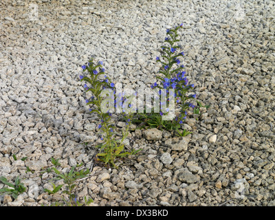 La vipère (Vipérine commune Echium vulgare), öland, Suède Banque D'Images