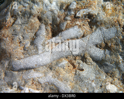 Corail fossilisé, lickershamn, Gotland, gotlands Län, Suède Banque D'Images