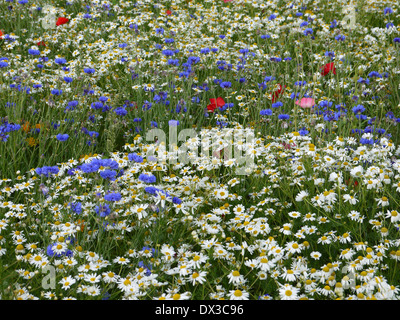 Fleurs sauvages sur l'île de fourrure, limfjorden, nordjylland, danemark Banque D'Images