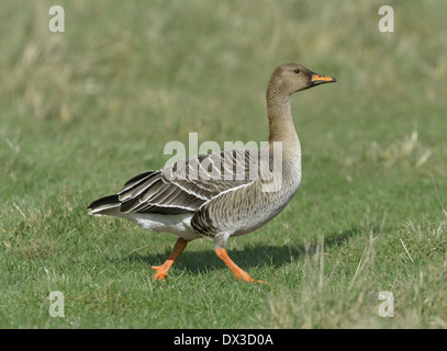 Bean Goose Anser fabalis taiga - - course ssp. fabalis. Banque D'Images