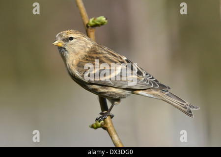Sizerin flammé Carduelis flammea moindre Banque D'Images