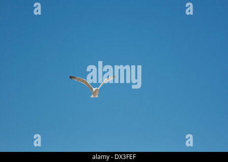 Mouette ou goéland survolant les falaises de Joss bay, Kent Banque D'Images