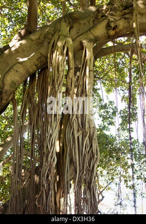 Gros plan du Banyan Tree roots. Banque D'Images