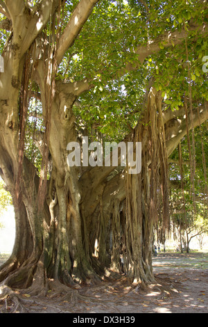 Banyon tree à Saint-Pétersbourg, en Floride. Banque D'Images