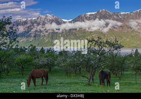 Chevaux dans jardin de Bele village. Teletskoe lake. Altyn trop Ridge au lever de l'Altaï Sibérie Russie Banque D'Images