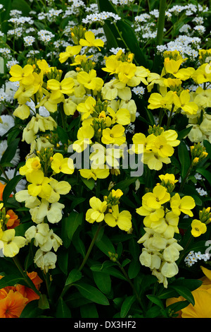 Giroflée (Erysimum cheiri anglais). Banque D'Images