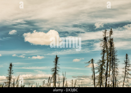 Les épinettes mortes brûlées dans l'intérieur de l'Alaska avec ciel bleu et nuages gonflés. Banque D'Images