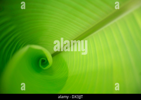 Vue intérieure d'une banane les jeunes feuilles Banque D'Images