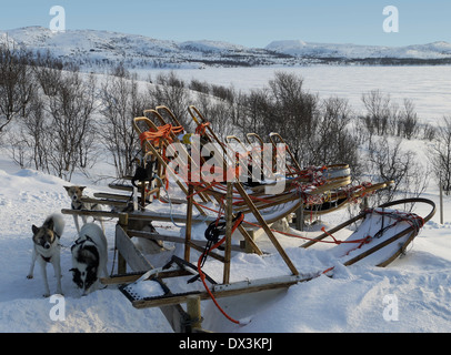 Traîneaux de chiens à Kirkenes, Finnmark, Norvège Banque D'Images