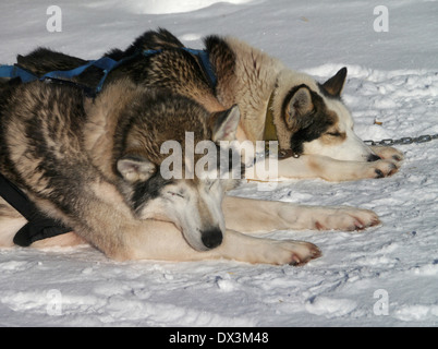 Chiens de traîneau de jukkasjärvi, Norrbottens Län, Laponie, Suède Banque D'Images