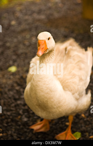 Secouer les plumes de canard blanc, portrait, Close up, high angle view Banque D'Images