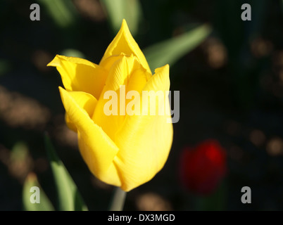 Tulipe jaune allumé à Sun Banque D'Images