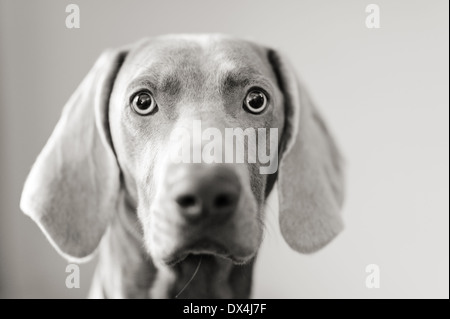 Un jeune chien Weimeraner aux yeux puissants. Chien de chasse allemand et chien de chasse intelligent, qui est également un animal loyal mais énergique. À vous regarder. Banque D'Images