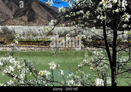 Or, la province chinoise du Sichuan. Mar 17, 2014. Les poiriers sont en fleur pleine dans Ma'erbang Canton de Jinchuan County, au sud-ouest de la province chinoise du Sichuan, le 17 mars 2014. Le décor de fleurs poire ici a attiré un certain nombre de touristes. Credit : Jiang Hongjing/Xinhua/Alamy Live News Banque D'Images