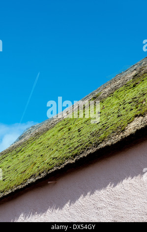 Chaume vert,s/n et de chaume,vert,devon thatch,s/n et de chaume,chalet,devon, vieux, toit de chaume,, chaume, rotten, réparation nécessaire, Banque D'Images