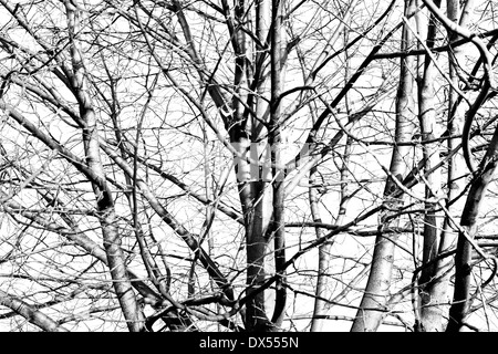 Les branches d'arbres en noir et blanc. Banque D'Images