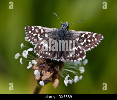 Papillon Pyrgus malvae Grizzled Skipper Banque D'Images