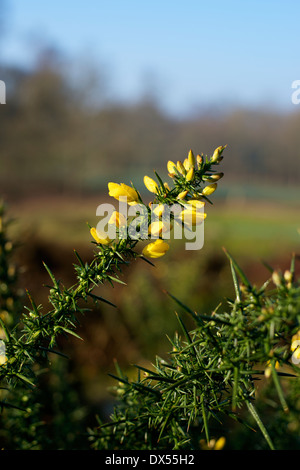 L'ajonc Ulex europaeus dans l'horticulture sur Reigate Heath Banque D'Images