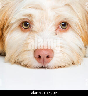 Chien de race mixte, portrait Banque D'Images