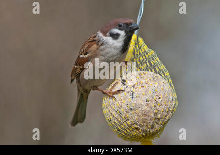 Canard souchet (passer montanus), homme accroché à la grosse boule, Bade-Wurtemberg, Allemagne Banque D'Images