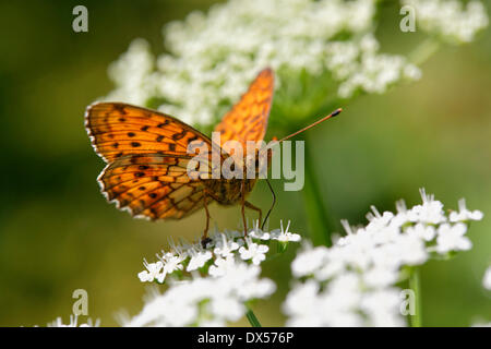 Marbré de moindre (Brenthis ino) Boloria, Kirchseemoor Haute-bavière, Bavière, Allemagne Banque D'Images