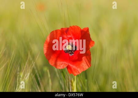 Ou pavot Coquelicot (Papaver rhoeas), dans un champ de maïs, Haute-Bavière, Bavière, Allemagne Banque D'Images