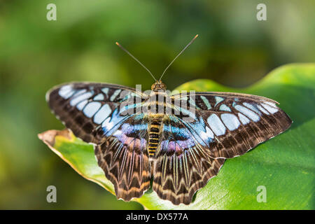 Brown Clipper (Parthenos sylvia), Maison des Papillons, Le jardin botanique, Munich, Haute-Bavière, Bavière, Allemagne Banque D'Images