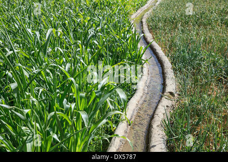 L'eau claire qui coule dans un canal d'irrigation traditionnelle à travers un champ vert, Ad Dakhiliyah Gouvernorat, Oman Banque D'Images