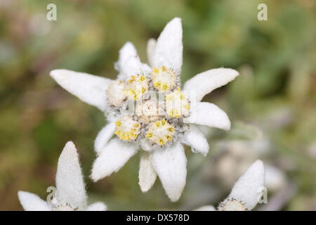 Edelweiss (Leontopodium nivale), Tyrol, Autriche Banque D'Images