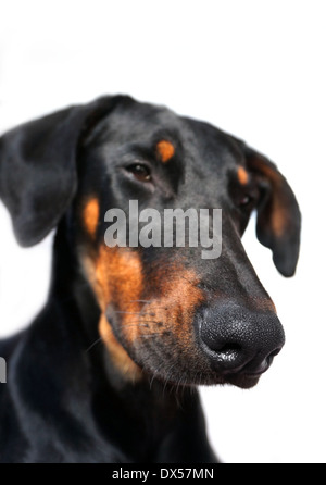 Portrait d'une femelle doberman chien junior Banque D'Images