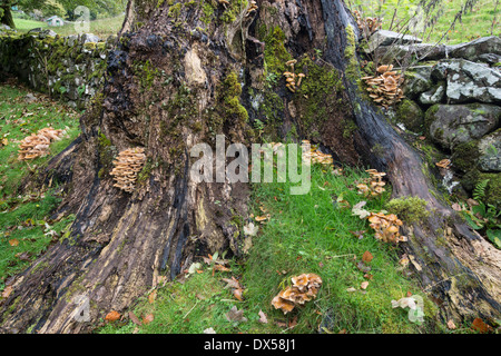 Le miel : champignon Armillaria mellea, sur la souche d'arbre en décomposition. Galles. Banque D'Images