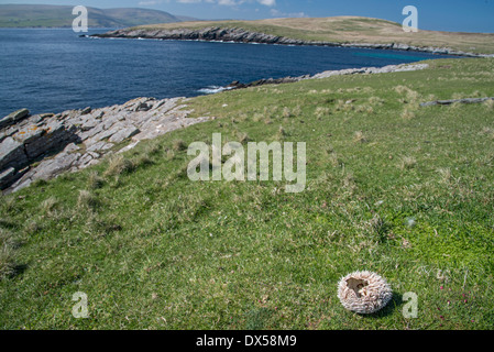 : Loutre Lutra lutra. Demeure d'alimentation (Sea urchin). Shetland Banque D'Images