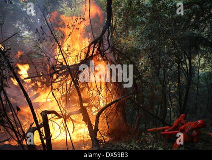 Ürümqi, la province chinoise du Sichuan. 18 Mar, 2014. Les pompiers pour éteindre un incendie qui fait rage dans la forêt à Ma'an Village de Jingjiu Township dans Chengdu, le sud-est de la province chinoise du Sichuan, le 18 mars 2014. Les pompiers, les agents de police et la police armée et un hélicoptère ont été dépêchés pour combattre l'incendie, selon le bureau d'urgence. Credit : Cheng Xueli/Xinhua/Alamy Live News Banque D'Images