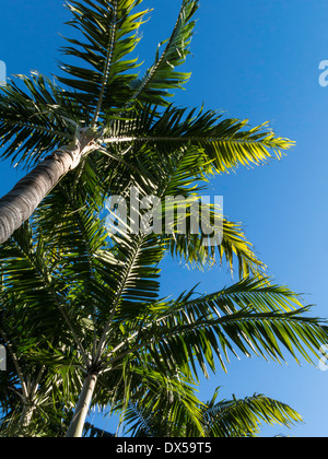 Palmiers, Floride Banque D'Images